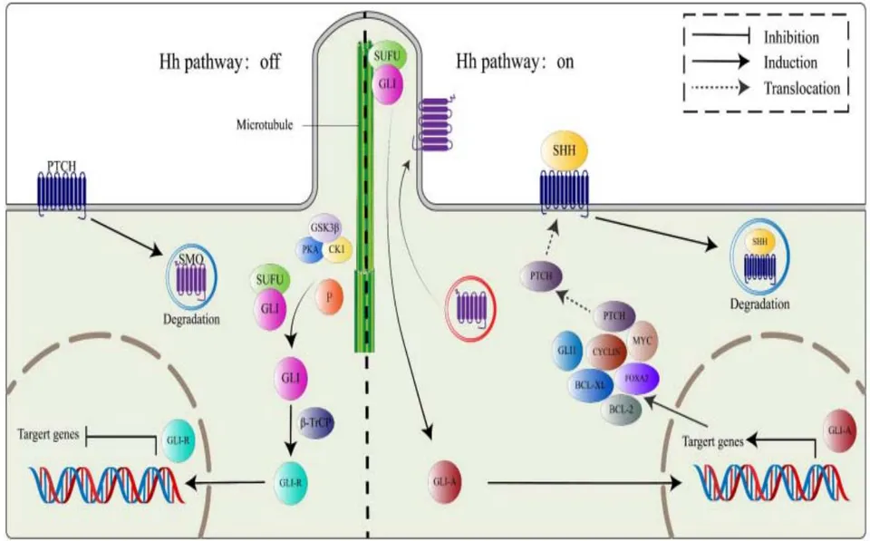 Figure 10: Diagram summarising the mechanism of action of the Sonic hedgehog SHH pathway: In the presence of the SHH ligand, the PTCH1 receptor lifts its repression of the SMO protein. SMO then acts on the SUFU/GLI complex. SUFU is degraded while GLI is activated and then translocated into the nucleus. IL acts as a transcription factor for several target genes, namely: PTCH1, GLI1, FOXA2, BCL-2, BCL-XI, MYC and CYCLIN D1[18].