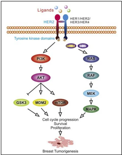 Figure 4: Phosphorylation of the tyrosine kinase domain of the HER2 receptor initiates downstream oncogenic signalling pathways, the main ones being the PI3K/AKT pathway and the Ras/MAPK pathway [1].