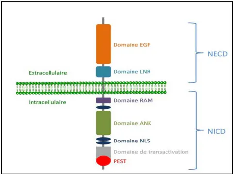 Figure 6: Schémas montrant les différents domaines constituant le récepteur de la voie NOTCH[14]