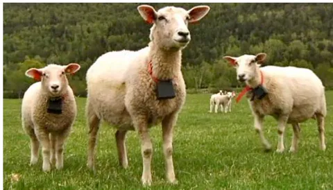 Fig. 7: FindMySheep (Source: Globalstar Europe Satellite Services)
