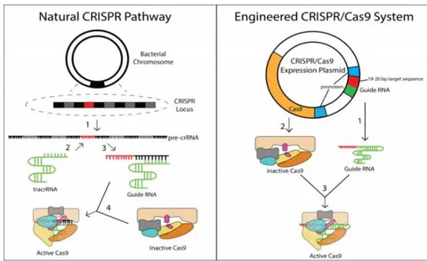 Fig. 9: Natural Vs Engineered CRISPR systems (Plec, Corrie, 2020)