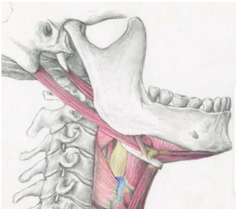 Fig. 10: The Genioglossus is the transmission "belt" to the advancement of the hyoid bone thus to the enlargement of the Retro-Basi-Lingual area or low Pharyngal area