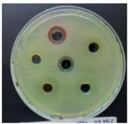 Figure 4: Antibacterial Activity of Hibiscus Sabdariffaprotein Extract Against P. Aeruginosa.