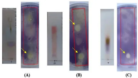 Figure 7: TLC-agar-overlay bioautography of seed extract of (A) V. labrusca, (B) R. communis, and (C) R. sativus against S. epidermidis