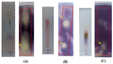 Figure 6: TLC-agar-overlay bioautography of seed extract of (A) V. labrusca, (B) R.communis, and (C) R. sativus against S. aureus. Growth inhibition zones are indicated by arrows.