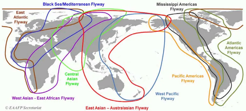 Figure 5: Migratory flyways of wild bird populations with corresponding numbers of humpback whale habitats in