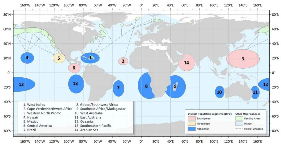 Figure 4: The distribution of 14 identified humpback whale district population segments is for the breeding zone from December to April while the feeding zone in the Arctic and the Antarctic during the winter (NOAA, 2015)