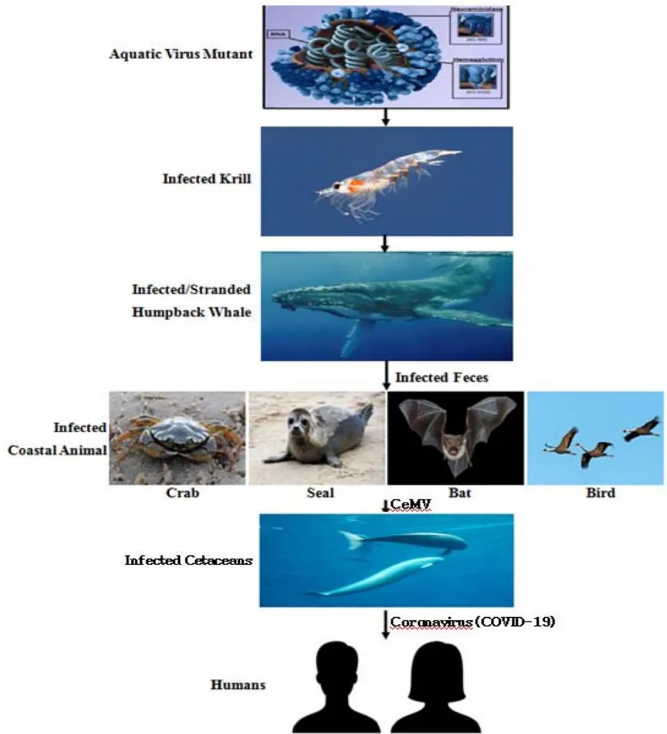 Figure 6: Pictorial presentation for transmissions of the coronavirus (COVID-19) from the aquatic virus mutant through infected migratory humpback whales to coastal animals (crab, seal, bat, bird, porpoise, dolphin, whale) and humans