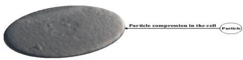 Figure 1: Particle accumulation and compression in the cell