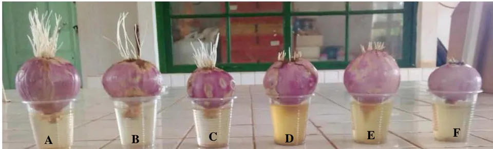 Figure 1: Examples of series of onions (A. cepa) cultivated for 96 h in different concentrations of the aqueous extracts of Cucumis melo