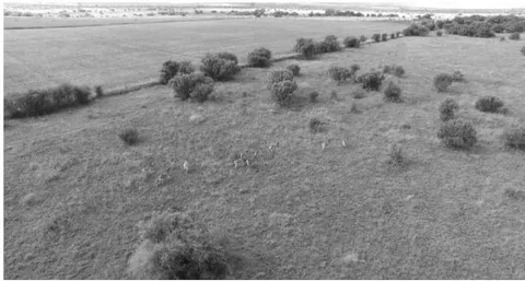 Fig. 7: Single frame from zebra scene video
