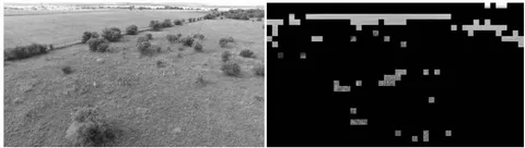 Fig. 3: (Left) Zebra scene frame and (Right) Background area segmented out
