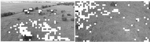 Fig. 6: (Left) the zebras are detected using the zebra texture and (right) Blesbok detected using blesbok texture