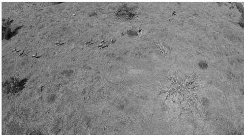 Fig. 9: Single frame from blesbok scene video