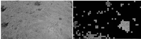 Fig. 4: (Left) Blesbok scene frame and (Right) Background area segmented out
