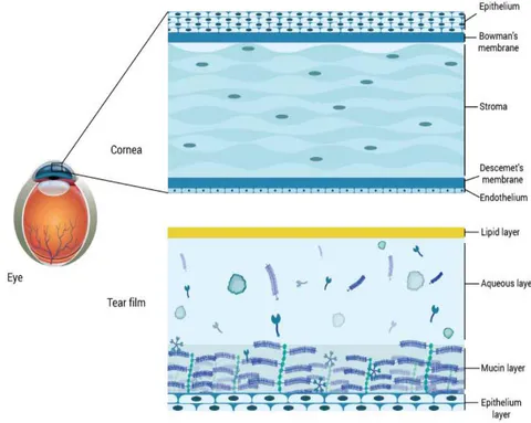 Figure 1: Different eye layers