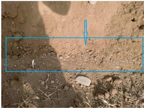 Fig. 8: Field Testing of the Combined Plough Şakil 9: The State of Application of Urea Fertilizer to the Soil