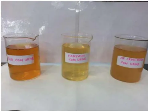 Fig. 6: Different breeds of Cow Urine