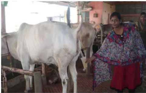 Fig. 4: Cow urine samples collected from Goshala of Sri Vittal Rukmini Samasthan