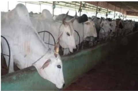 Fig. 2: Haryana (Bosindicus)