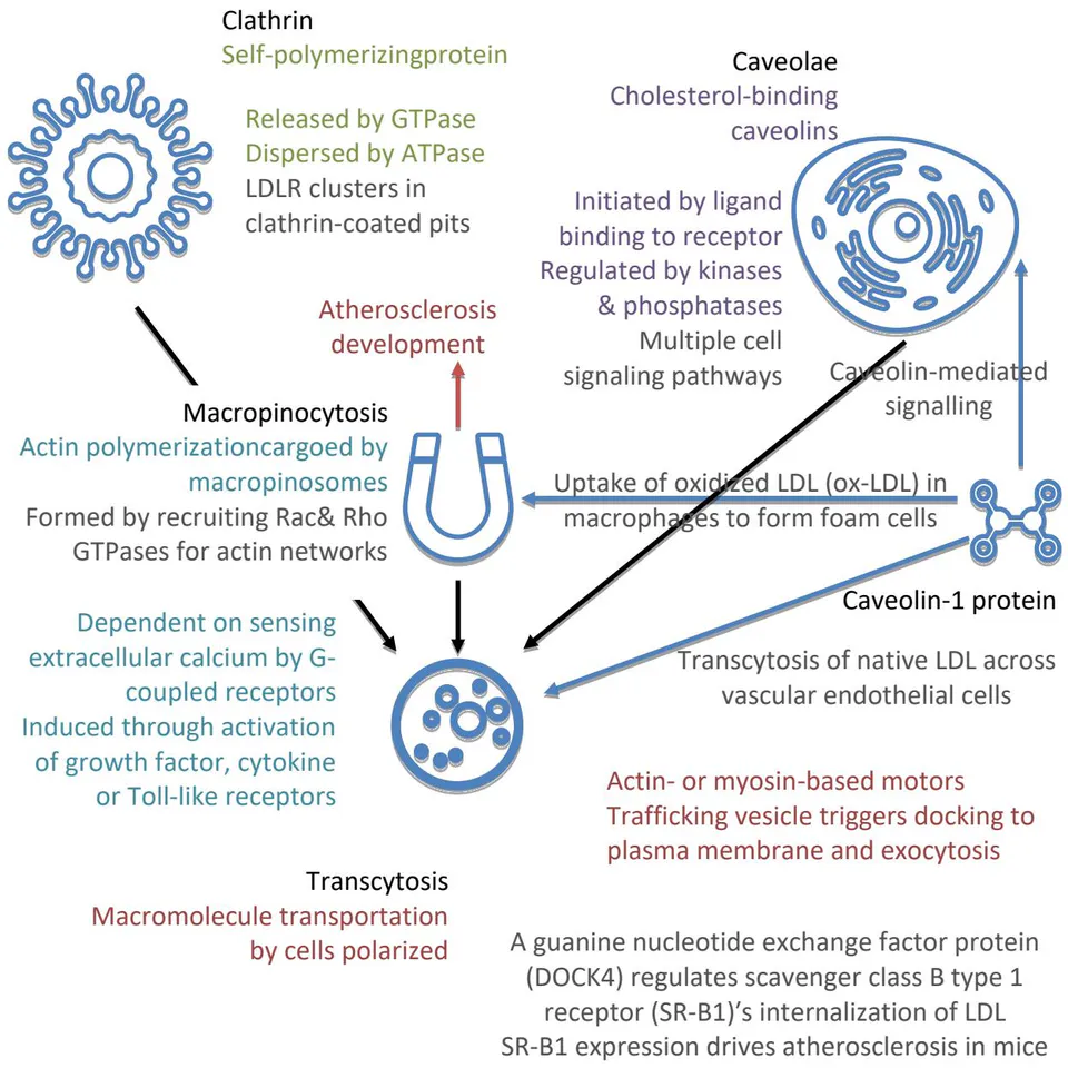 Figure 1: Main Endocytosis Forms of LDL-Related Lipoproteins and Atherosclerosis Development in the Endocytotic Chains.