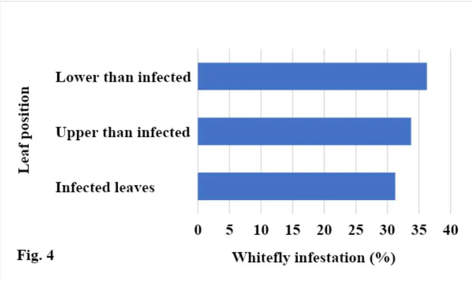 Fig. 3: Effect time duration after releasing the white fly on aphid infested plants after removing the aphids