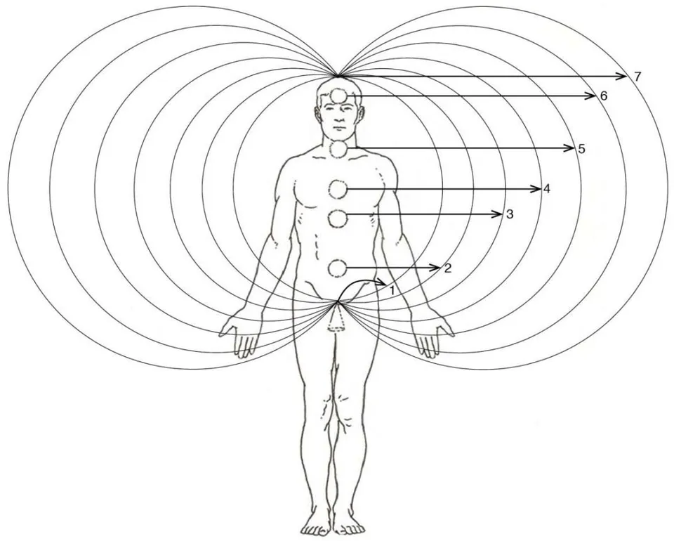 Fig. 1: The 7 aura energy levels of man's body and the numbered along the backbone alternating vortices and anti-vortices of the aura NEMF (called chakras)