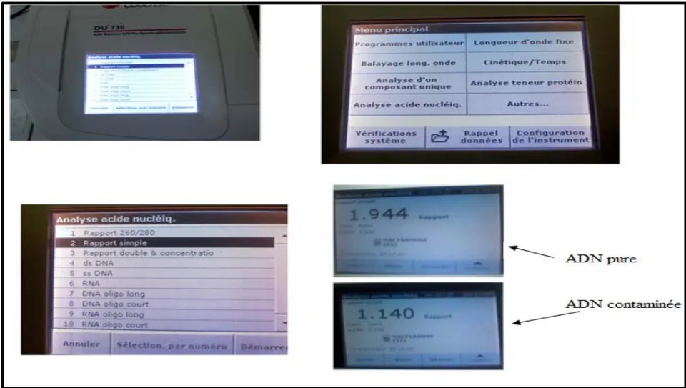 Figure 1: Detection of DNA concentration (ng/μl) and measurement of DNA purity with a Nanodrop spectrophotometer (THERMO. USA)