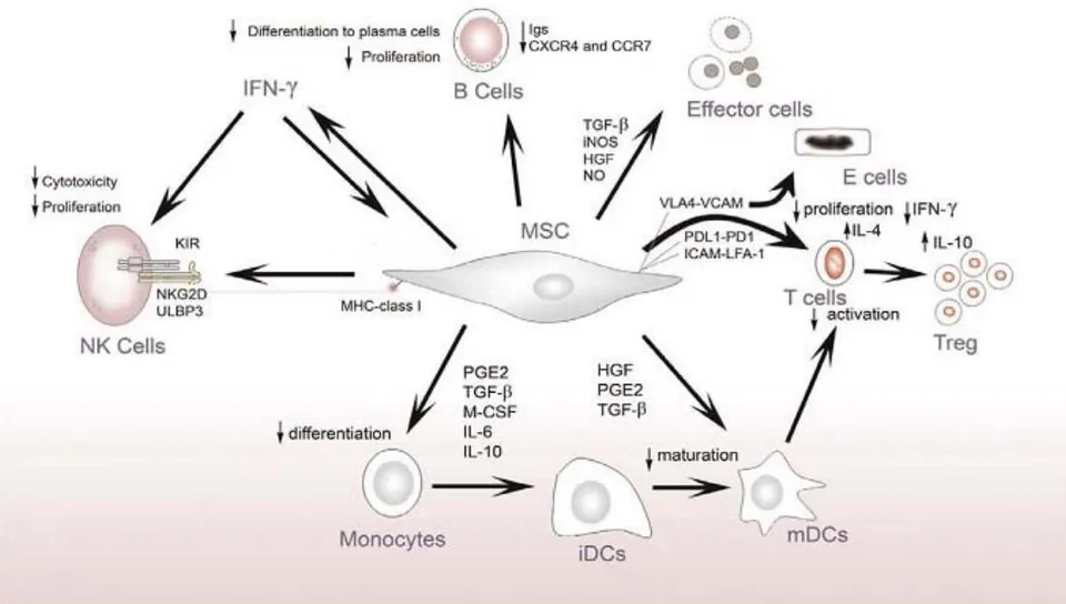 Fig. 2: Bioinformatics of mesenchymal stem cells