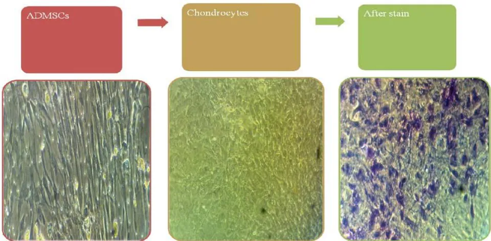 Fig. 6: Translation to chondrocytes