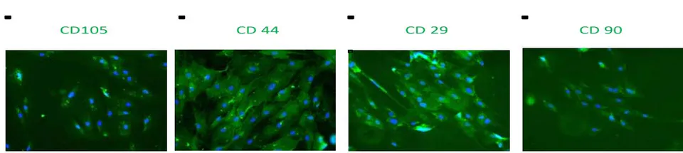 Fig. 3: CD positive markers CD105, CD44, CD29 and CD90.