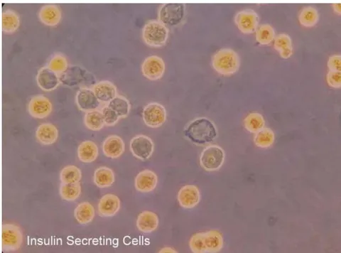 Fig. 4: Translation to neuronal cell Fig. 5: Translation to Insulin secreting cell