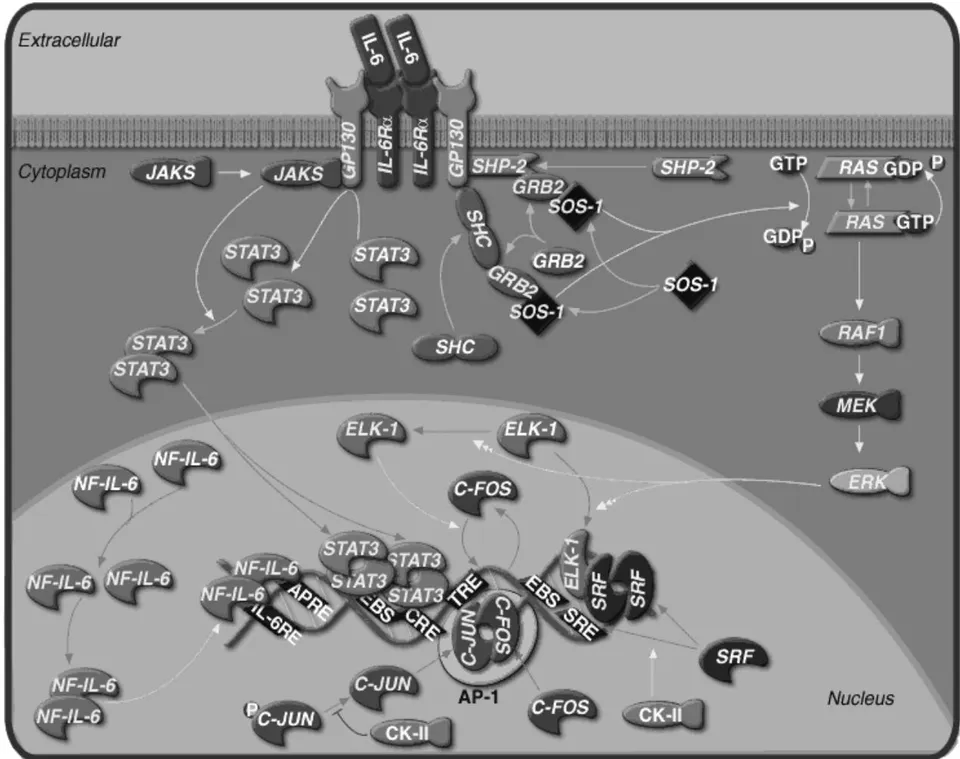 Fig. 1: https://data.broadinstitute.org/gsea-msigdb/msigdb/biocarta/human/h_il6Pathway.gif[6]