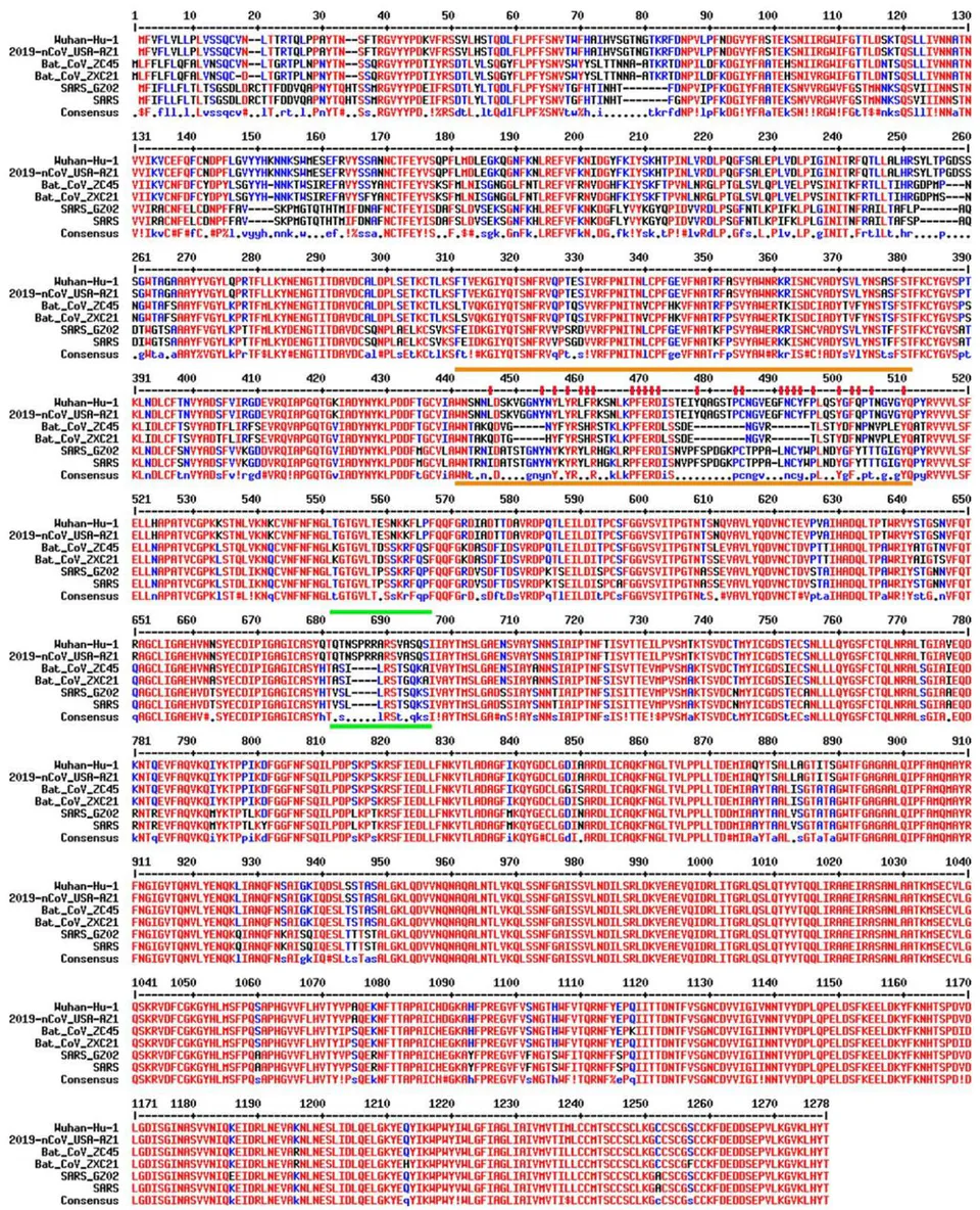 Figure 4: Sequence alignment of the spike proteins from relevant coronaviruses. Viruses being compared include SARS-CoV-2 (Wuhan-Hu-1: NC_045512, 2019-nCoV_USA-AZ1: MN997409), bat coronaviruses (Bat_CoV_ZC45: MG772933, Bat_CoV_ZXC21: MG772934), and SARS coronaviruses (SARS_GZ02: AY390556, SARS: NC_004718.3). Region marked by two orange lines is the receptor-binding motif (RBM), which is important for interaction with the hACE2 receptor. Essential residues are additionally highlighted by red sticks on top. Region marked by two green lines is a furin-cleavage site that exists only in SARS-CoV-2 but not in any other lineage B β coronavirus.