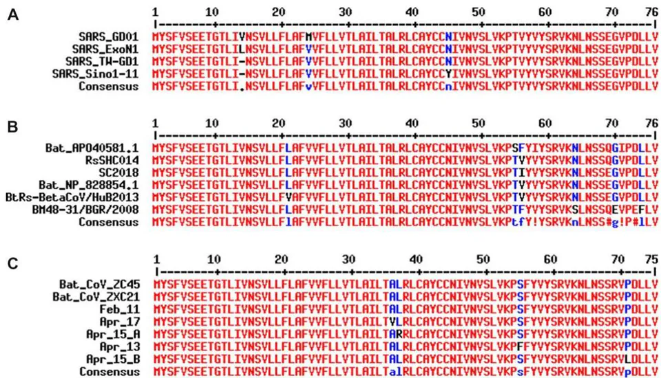 Figure 2: Sequence alignment of the E proteins from different
\beta coronaviruses demonstrates the E protein's permissiveness and tendency toward amino acid mutations. A. Mutations have been observed in different strains of SARS-CoV. GenBank accession numbers: SARS_GD01: AY278489.2, SARS_ExoN1: ACB69908.1, SARS_TW_GD1: AY451881.1, SARS_Sino1_11: AY485277.1. B. Alignment of E proteins from related bat coronaviruses indicates its tolerance of mutations at multiple positions. GenBank accession numbers: Bat_AP040581.1: APO40581.1, RsSHC014: KC881005.1, SC2018: MK211374.1, Bat_NP_828854.1: NP_828854.1, BtRs-BetaCoV/HuB2013: AIA62312.1, BM48-31/BGR/2008: YP_003858586.1. C. While the early copies of SARS-CoV-2 share 100\% identity on the E protein with ZC45 and ZXC21, sequencing data of SARS-CoV2 from April 2020 indicates that mutation has occurred at multiple positions. Accession numbers of viruses: Feb_11: MN997409, ZC45: MG772933.1, ZXC21: MG772934, Apr_13: MT326139, Apr_15_A: MT263389, Apr_15_B: MT293206, Apr_17: MT350246. Alignments were done using the MultAlin web server (http://multalin.toulouse.inra.fr/multalin/).