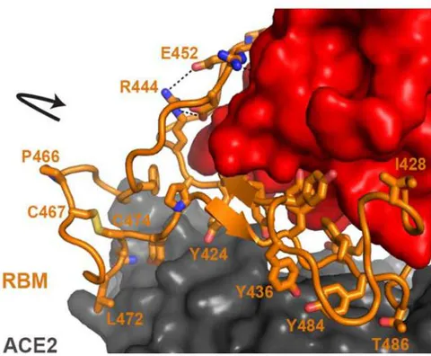 Figure 3: Structure of the SARS Spike protein and how it binds to the hACE2 receptor. Pictures were generated based on PDB ID: 6acj
^{37}. A) Three spike proteins, each consisting of a S1 half and a S2 half, form a trimer. B) The S2 halves (shades of blue) are responsible for trimer formation, while the S1 portion (shades of red) is responsible for binding hACE2 (dark gray). C) Details of the binding between S1 and hACE2. The RBM of S1, which is important and sufficient for binding, is colored in orange. Residues within the RBM that are important for either hACE2 interaction or protein folding are shown as sticks (residue numbers follow the SARS Spike sequence).