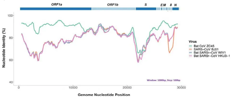 Figure 1: Genomic sequence analysis reveals that bat coronavirus ZC45 is the closest match to SARS-CoV-2. Top: genomic organization of SARS-CoV-2 (2019-nCoV WIV04). Bottom: similarity plot based on the full-length genome of 2019-nCoV WIV04. Full-length genomes of SARS-CoV BJ01, bat SARSr-CoV WIV1, bat SARSr-CoV HKU3-1, bat coronavirus ZC45 were used as reference sequences.