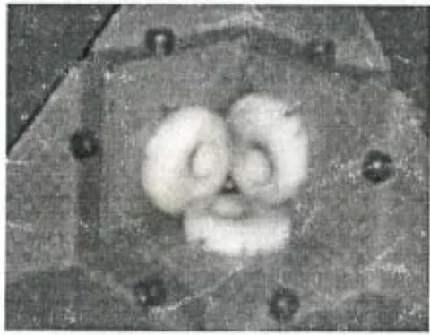 Fig. 6a. Trifoliate specimen discs with circular wear scars, at a wear station, after washing. Fig. 6b. Transferred Teflon film on to a steal ball, as conjugate elliptical patches from the wearing discs.