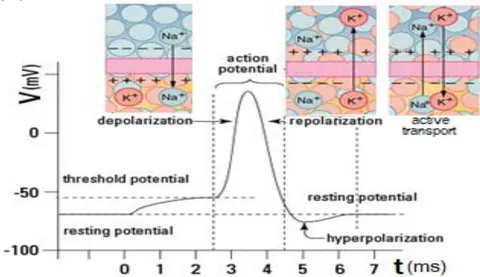 Figure 1: Events that characterize the transmission of a nerve impulse