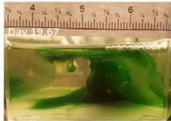 Figure 3: Spirulina growth chamber postflight study showing a flight sample that was cultivated for 20 days.