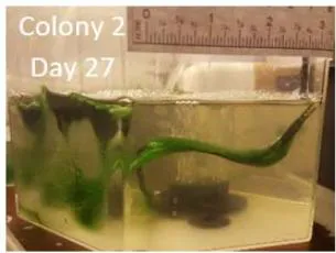 Figure 1: Spirulina growth chamber preflight feasibility studies. Day 1. Day 7. Day 10. Day 17. Day 19. Day 21. Day 27. Spirulina samples in tubes at initial state, after 18 hours (showing discoloration) and after 38 hours.