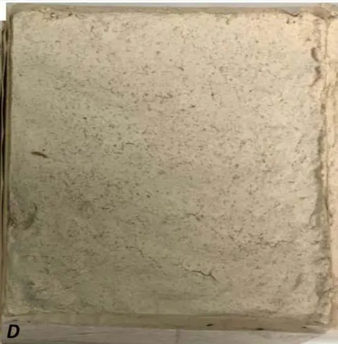 Fig. 5: Photographs of the retraction suffered by the poultices