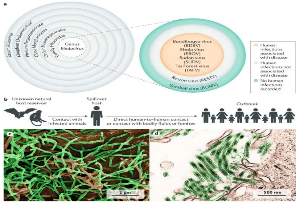Figure 1: Epidemiology of Ebola Virus Disease https://www.nature.com/articles/s41572-020-0147-3/figures/