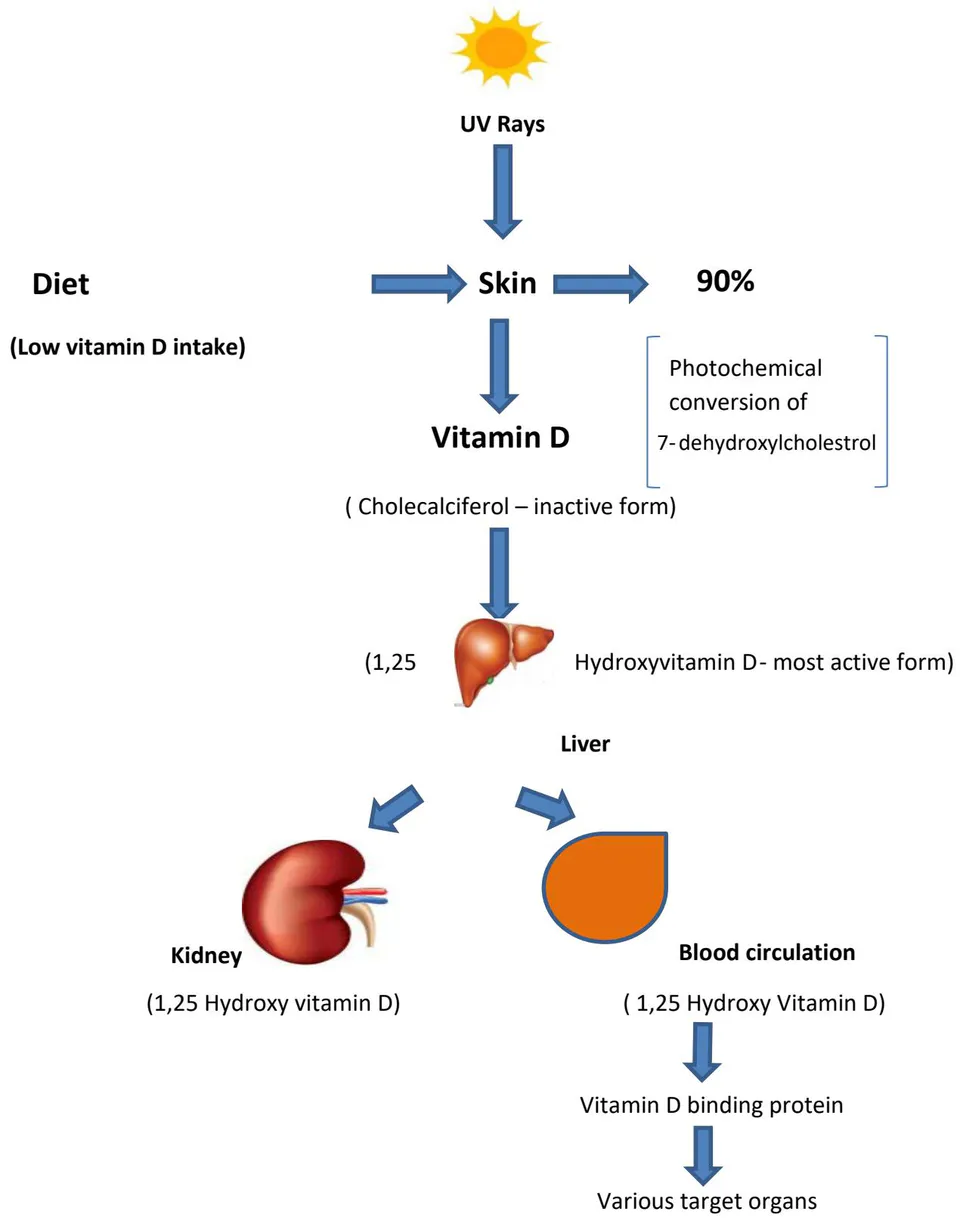 Figure 1: Vitamin D synthesis in the body in normal healthy adult.