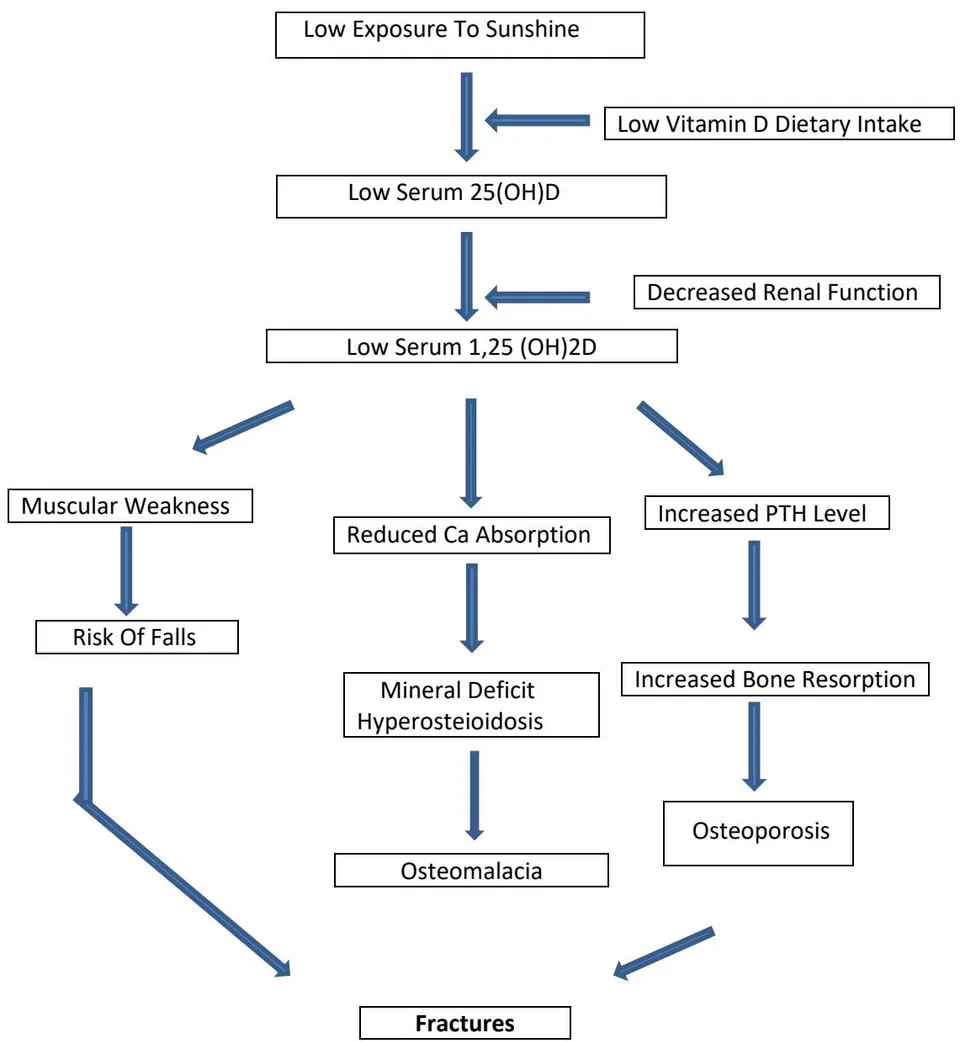Figure 2: Pathophysiologic pathways of vitamin D deficiency causing osteoporosis, osteomalacia, falls and fractures.
