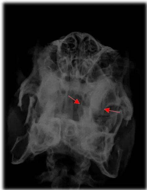 Fig. 5: Desalinhamento oclusal dos incisivos inferiores. Vista Lateral.