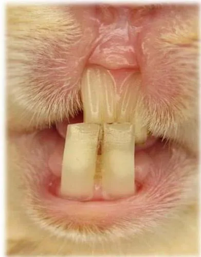 Fig. 3: Linhas de referência anatômicas radiográficas de um coelho clinicamente saudável. Vista Dorso Ventral.