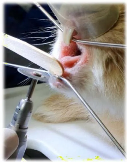 Fig. 12: Odontosecção dos incisivos inferiores