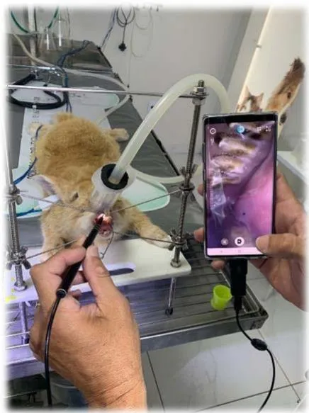 Fig. 13: Uso da Micro câmera para conferência do desgaste oclusal