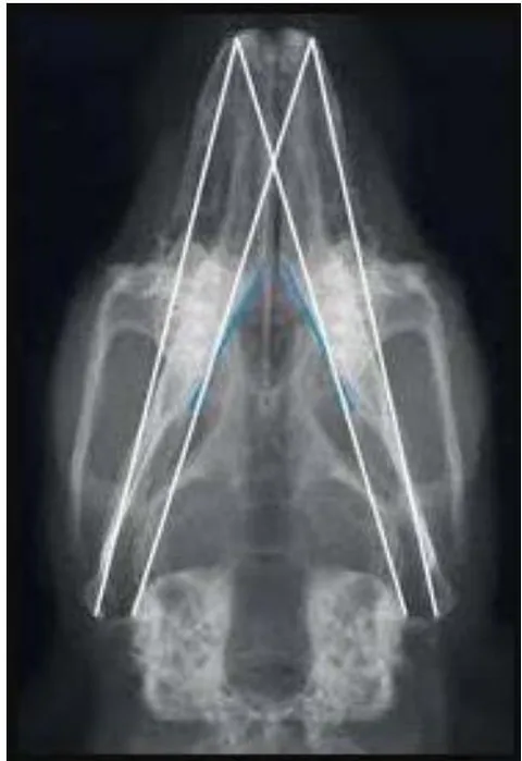 Fig. 2: Linhas de referência anatômicas radiográficas de um coelho clinicamente saudável. Vista Latero Lateral.